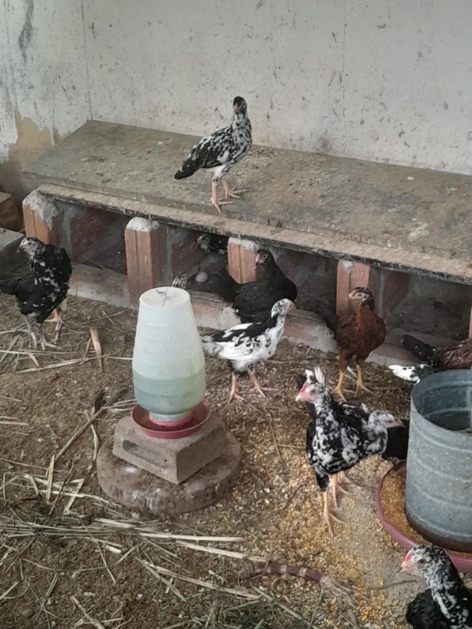 Franguinhos e franguinhas índio cipó