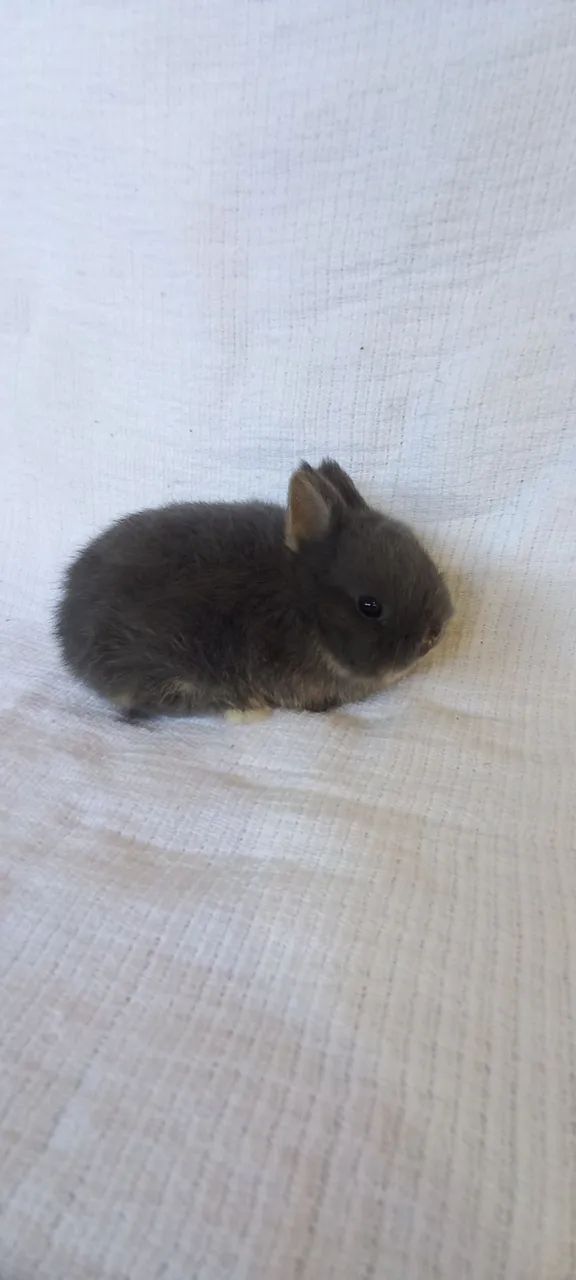 Netherland Dwarf  - Foto 4