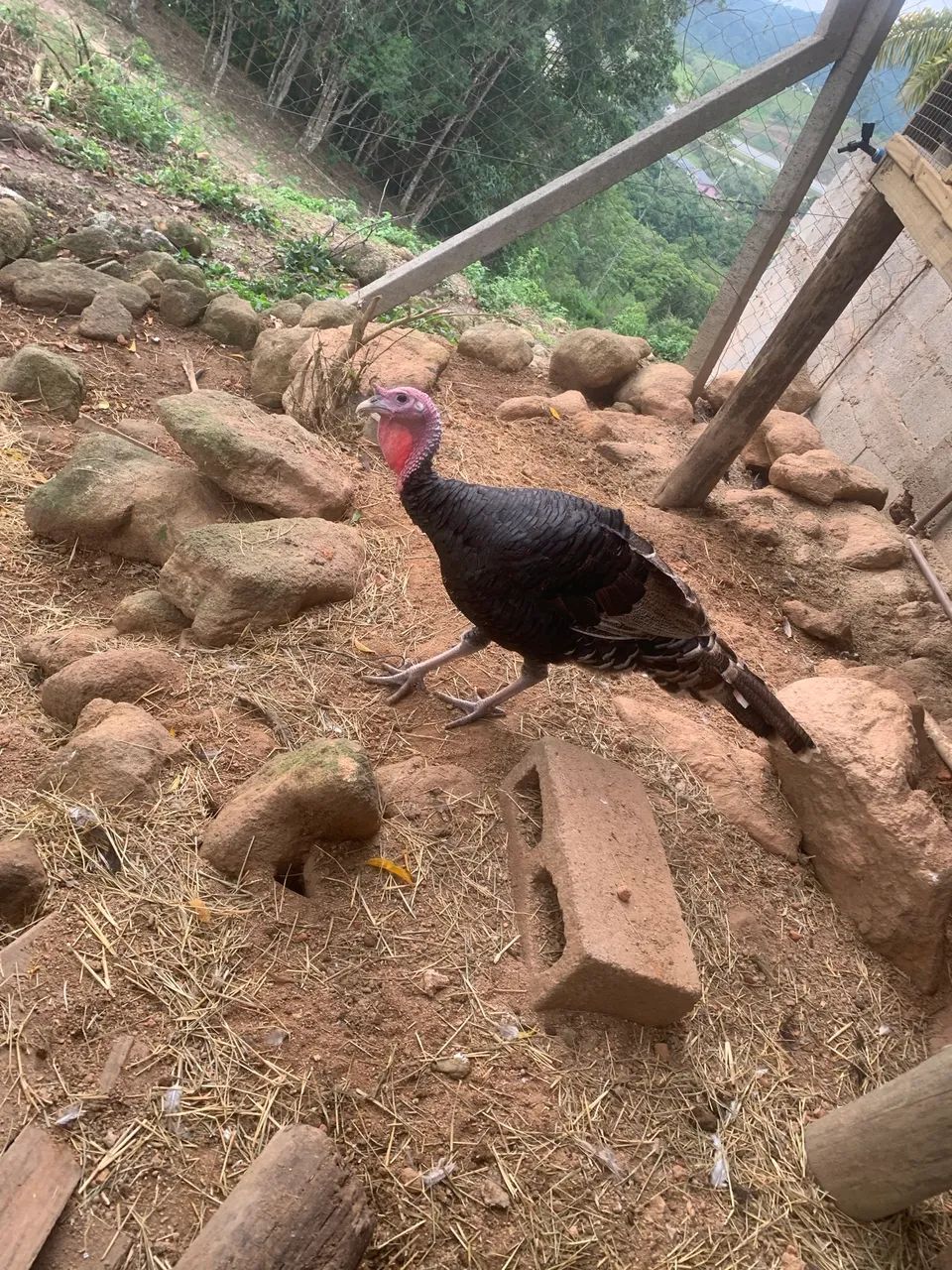 Peru novo