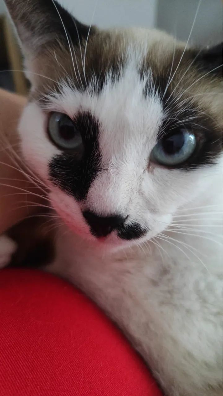 Gatinha - Foto 4