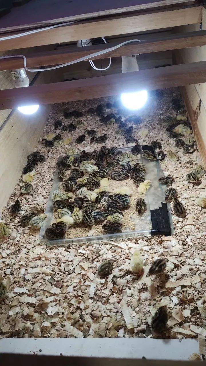 Codorna gigante - Foto 3
