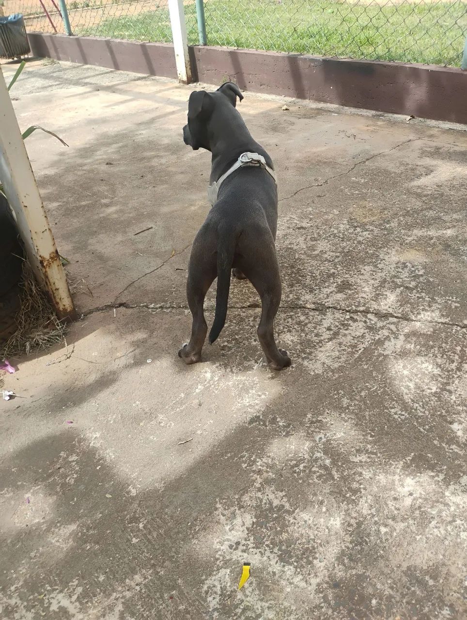 Pitbull - Foto 5