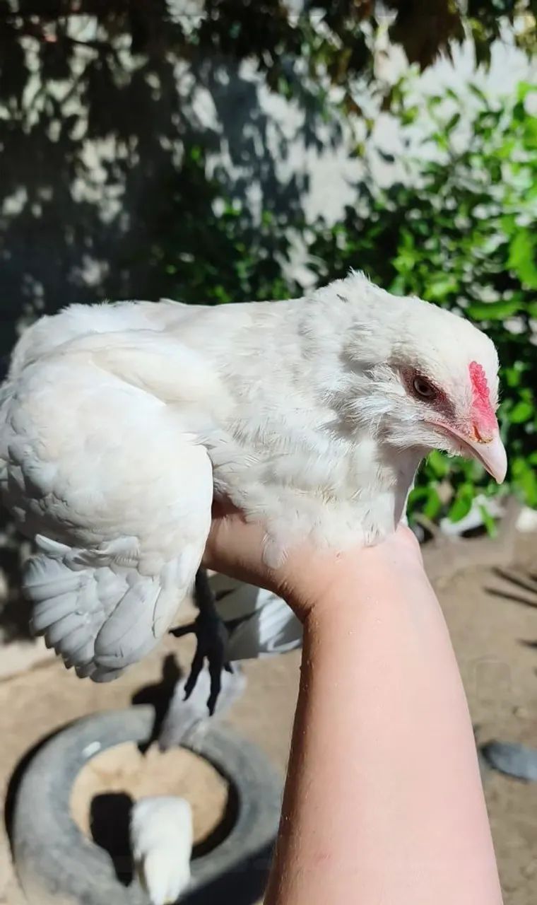 Ameraucana 