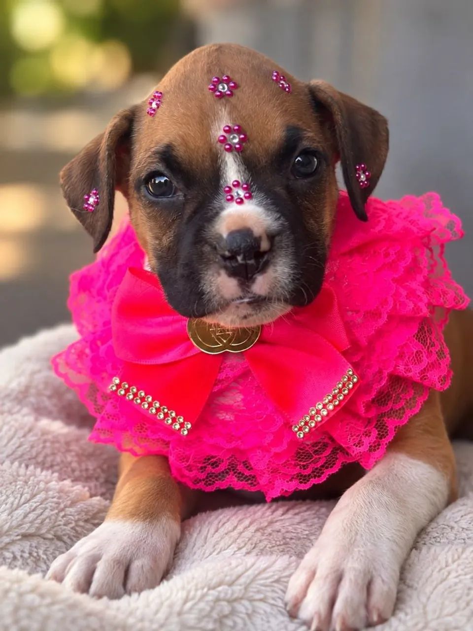 Boxer parcelamos  - Foto 4