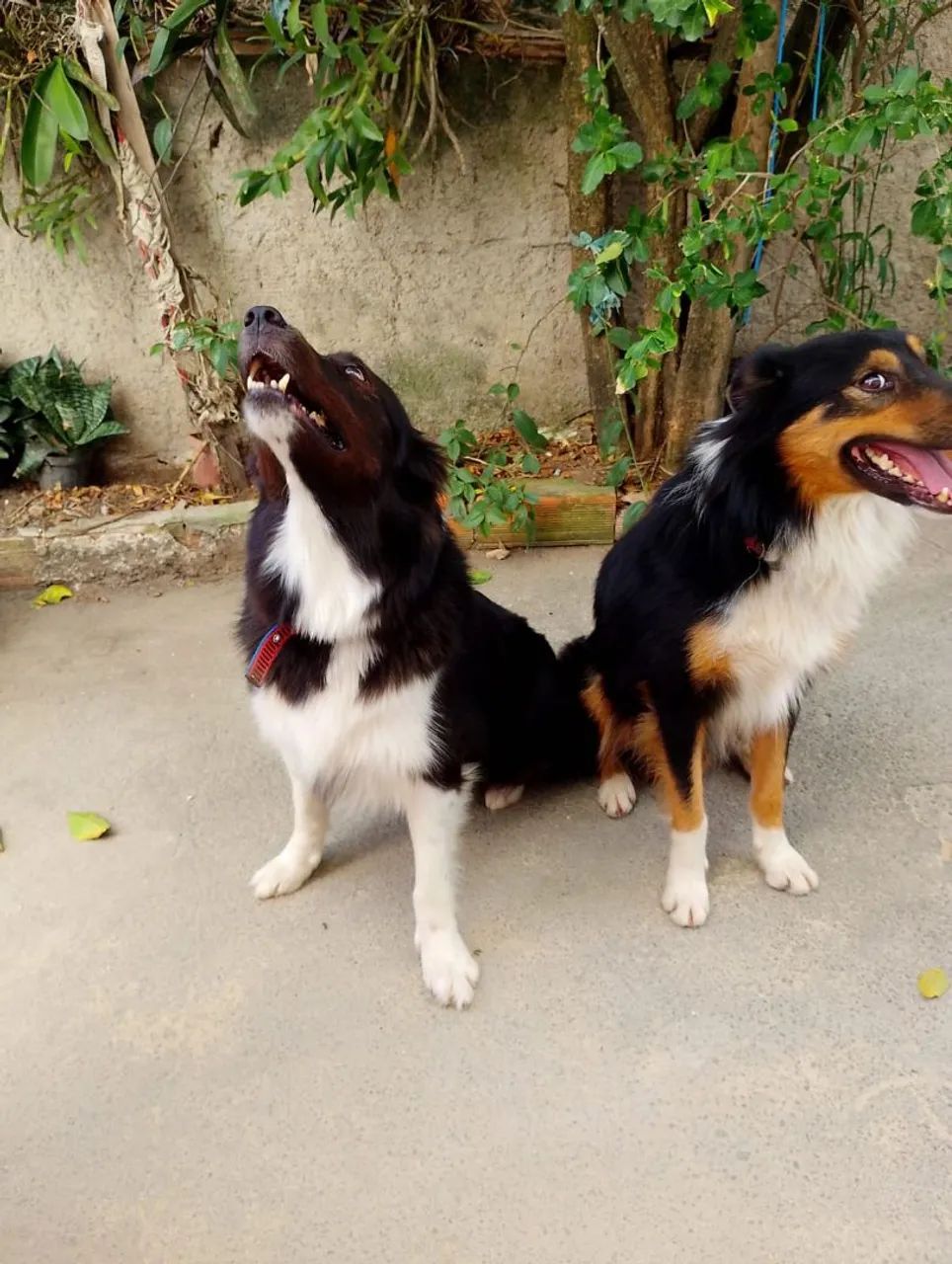Border Collie - Foto 2