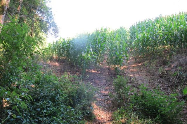 Área imperdível R$100.000,00 o alq. de planta/R$50.000,00 bosque e rio - Foto 10