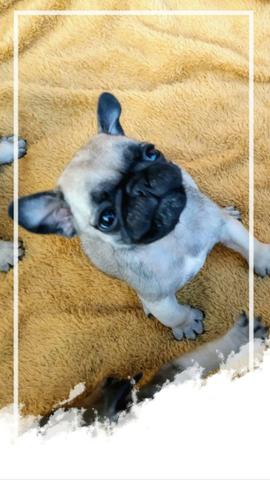 Pug - Foto 4