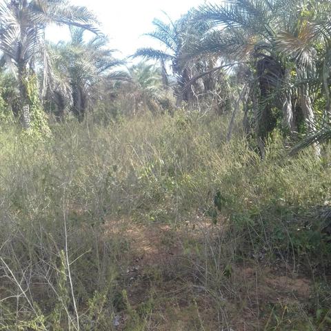 Fazenda em Itaberaba, 78 tarefas, 344 mil metros2 - Foto 3