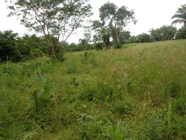 Fazenda para Pecuária com 333 hectares - Foto 10