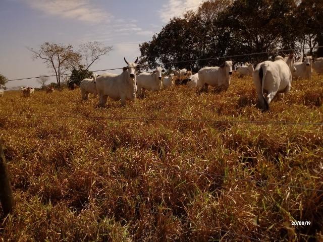 Fazenda abeira do asfalto na estrada da Guia MT 010 apos a entrada de Acorizal - Foto 15