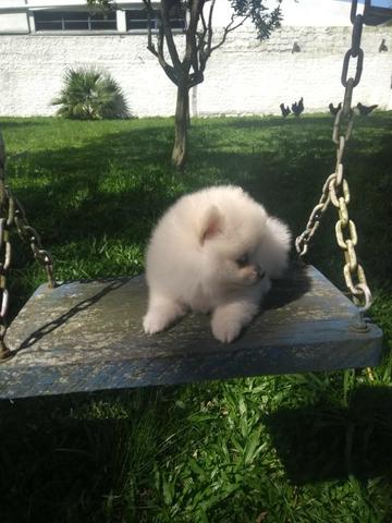 Lulu da Pomerânia Anão Branco - filhote com Pedigree - Ultimo filhote da ninhada - Foto 2