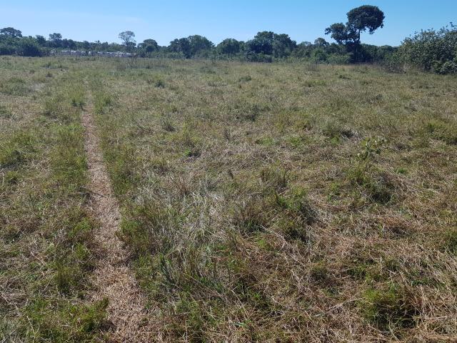 Fazenda 940 hectares em Mimoso - Foto 4