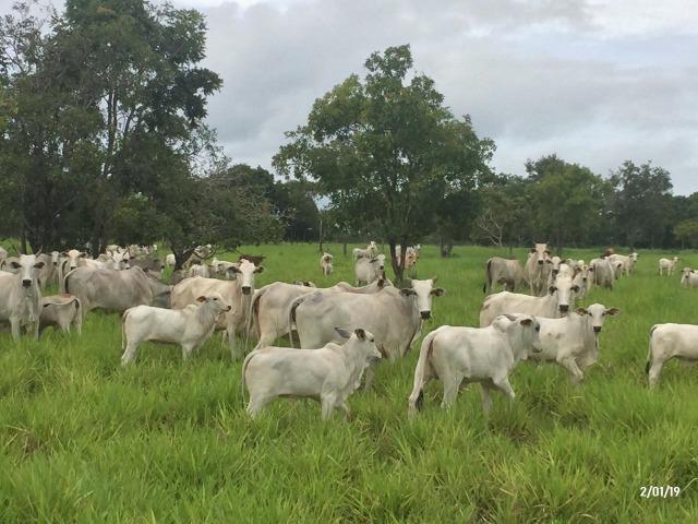 Fazenda abeira do asfalto na estrada da Guia MT 010 apos a entrada de Acorizal