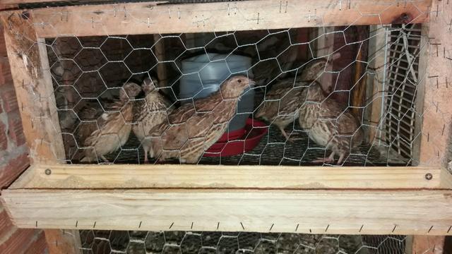 Vendo codornas japonicas