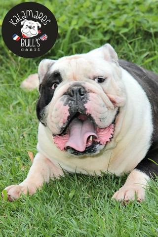 Bulldog Inglês Padreador - Foto 5