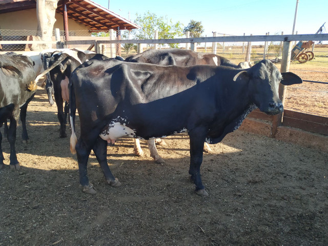 Vacas Leiteiras de excelente padrão