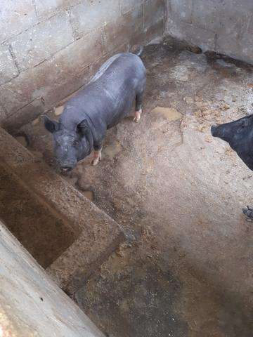 Casal de porco caipira - Foto 4