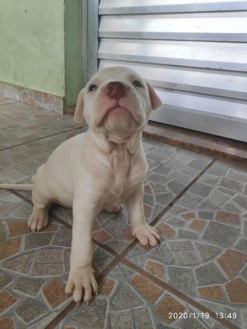 Filhotes PitBull Terrier - Pais com Pedigree - Foto 2