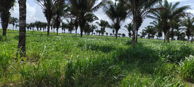 500 alqueres com 270 alqueires abertos dupla aptidão no Pará - Foto 3