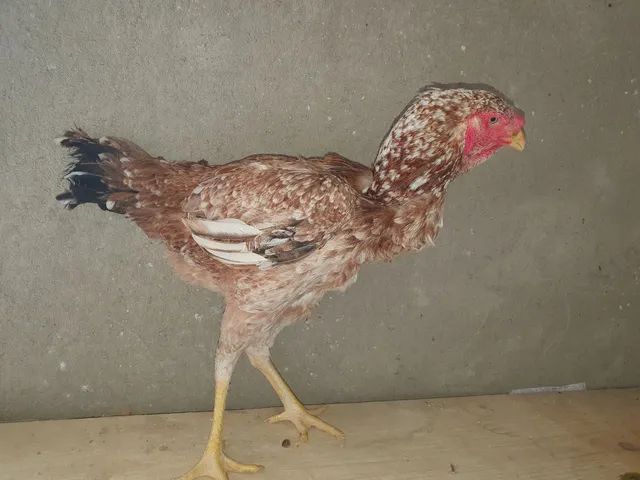 Galos e galinhas índio gigante disponíveis  - Foto 5