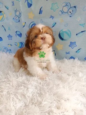 Shihtzu macho perfeito, olhos verdes 