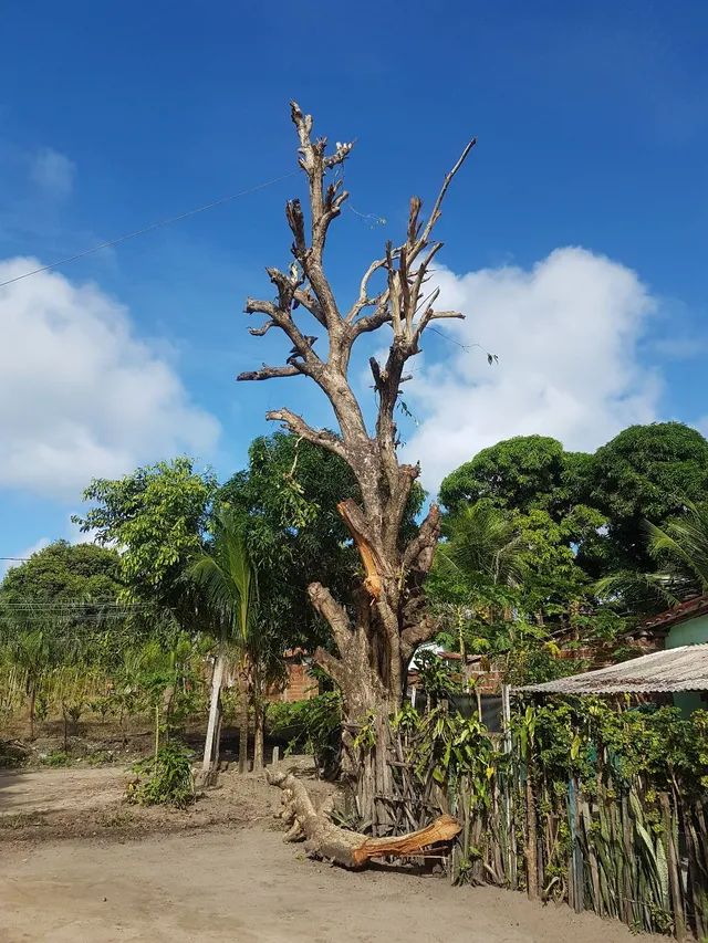 Poda de árvore ? limpeza de terrenos  - Foto 3