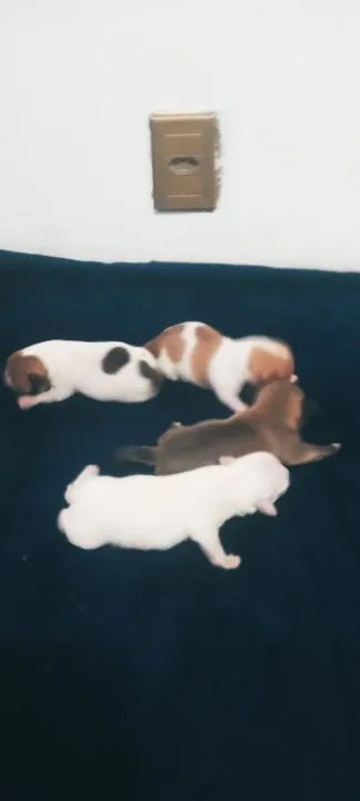 Filhotes de Jack Russel Terrier