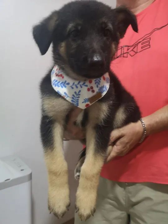 Filhote de Pastor Alemão - Foto 5