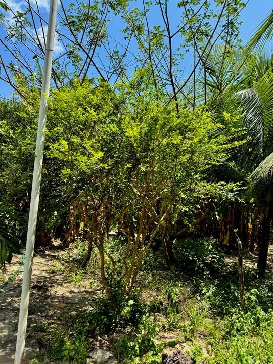 Diversas espécies de plantas para jardinagem e decoração - Foto 5