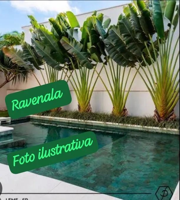 1 MUDA DE RAVENALA(Ave do viajante)