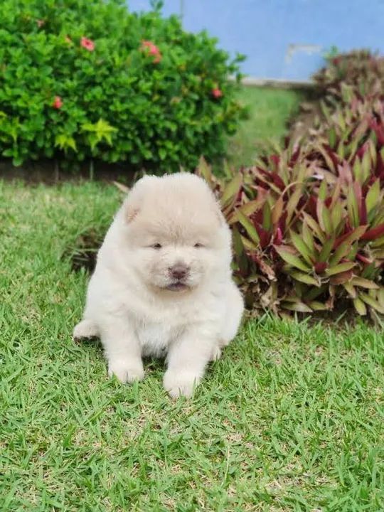 Filhotes de Chow Chow - Foto 2