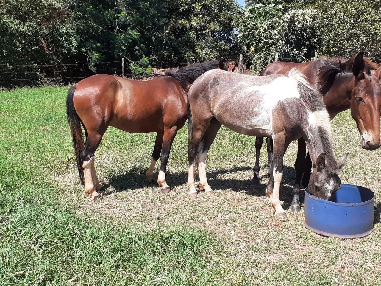 Potro Pura Marcha Picada Genuína 