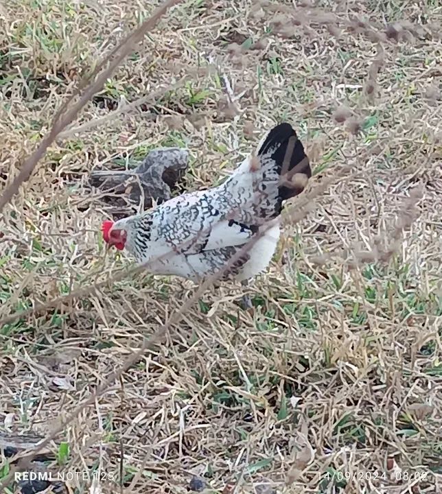 Galinhos garnize  - Foto 4