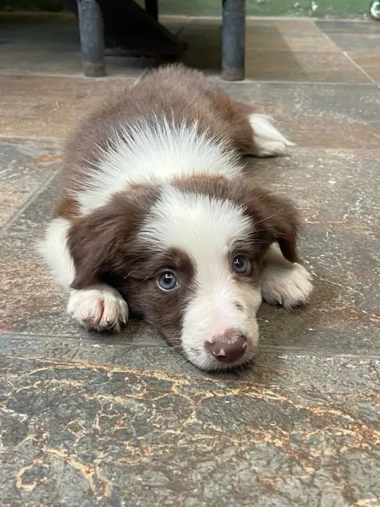 Border Collie Chocolate 