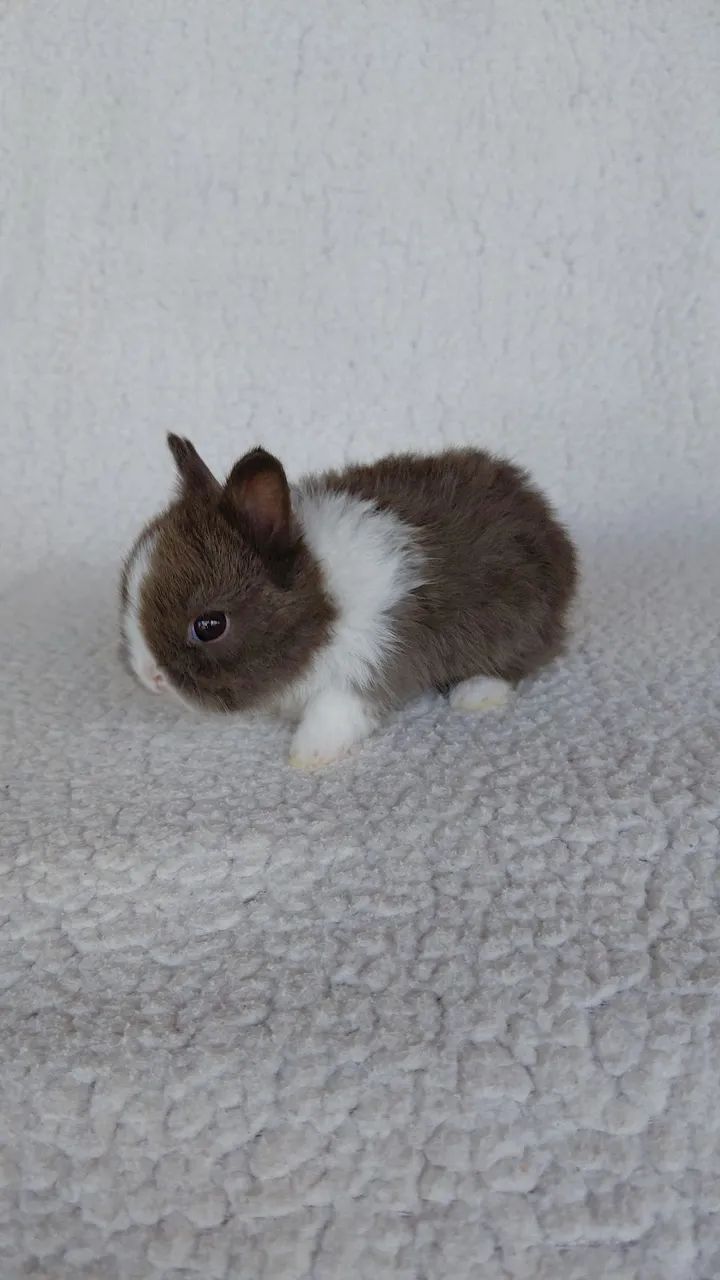 Filhote Coelho anão Netherland dwarf  - Foto 2