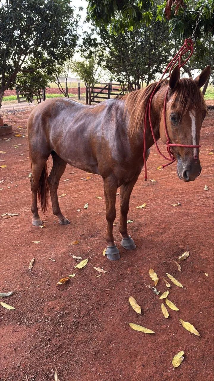 Cavalo vaquejada  - Foto 4