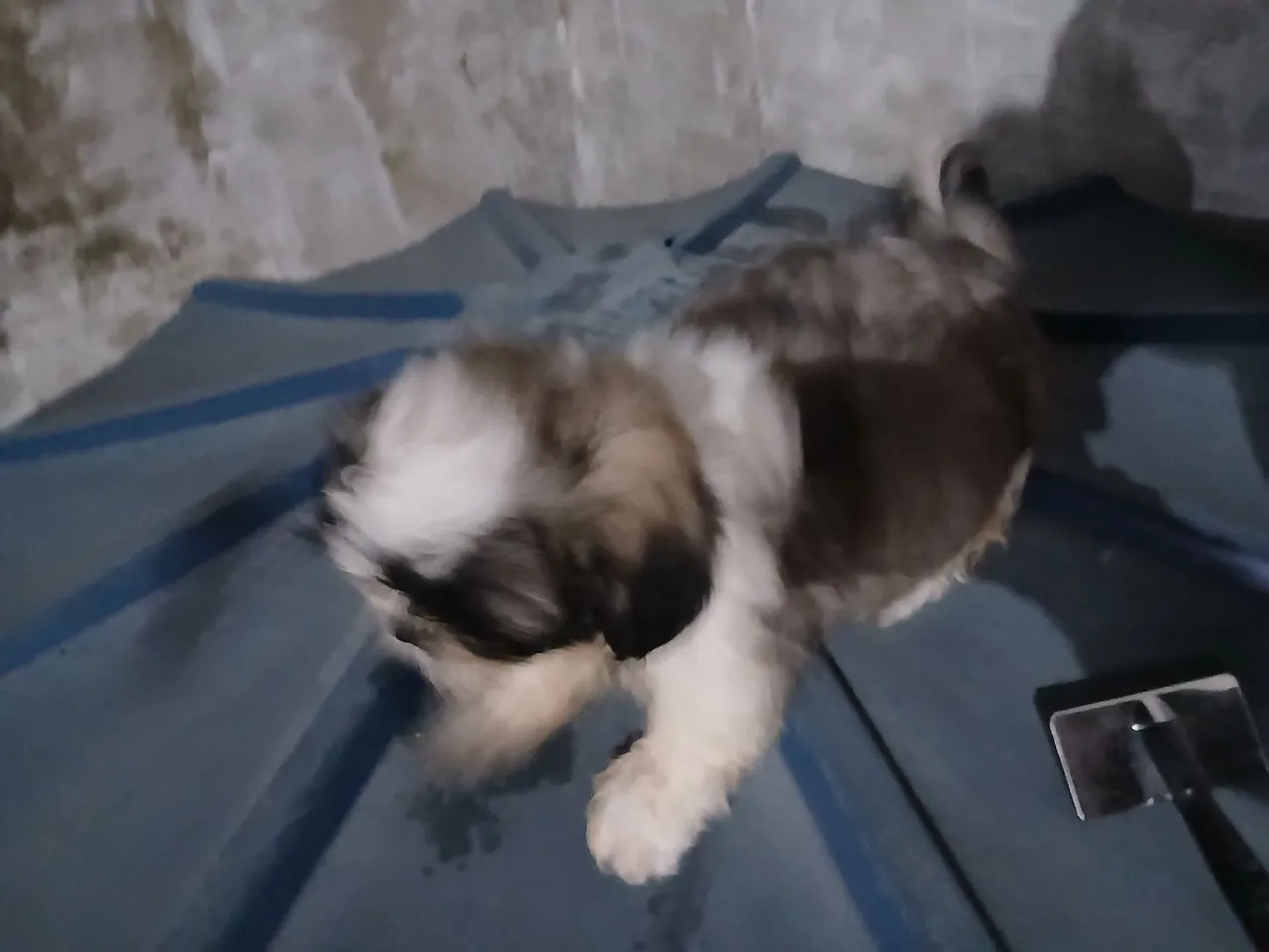 Shih Tzu MACHO só 820,00,reais 