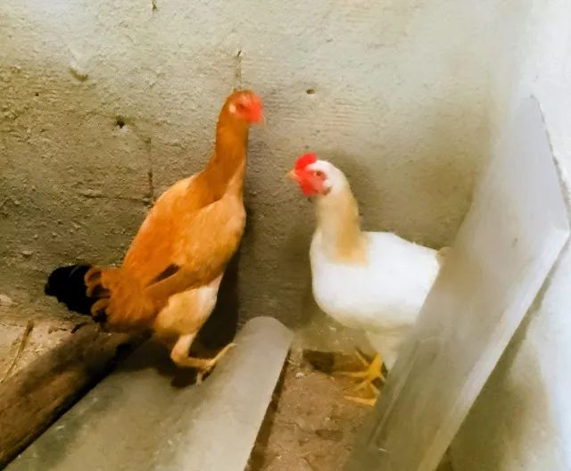 galinhas caipiras Poedeiras - Foto 4