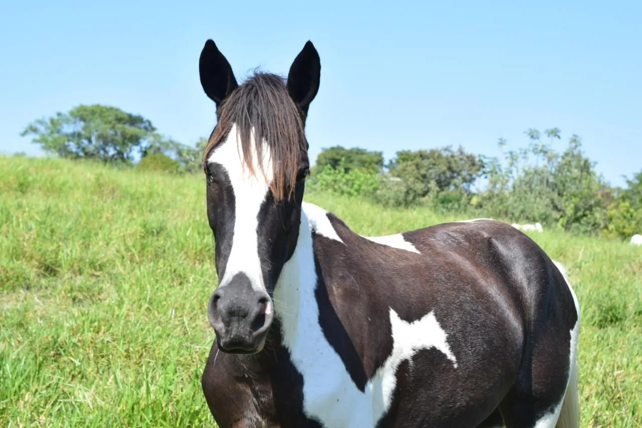 Egua Mangalarga marchador ( está prenha )