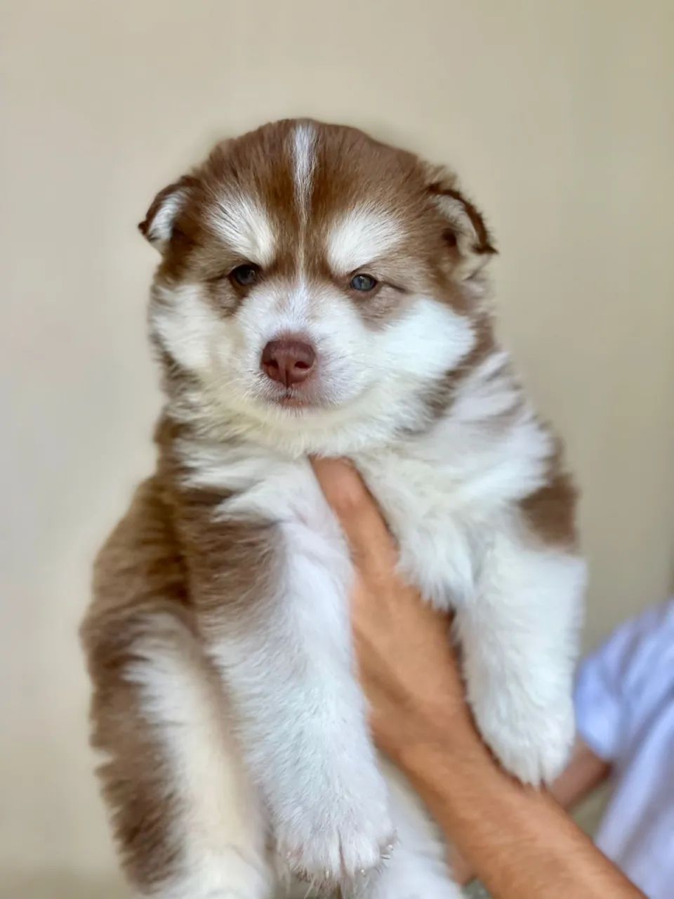Husky siberiano alta linhagem com pedigree e microchipada 