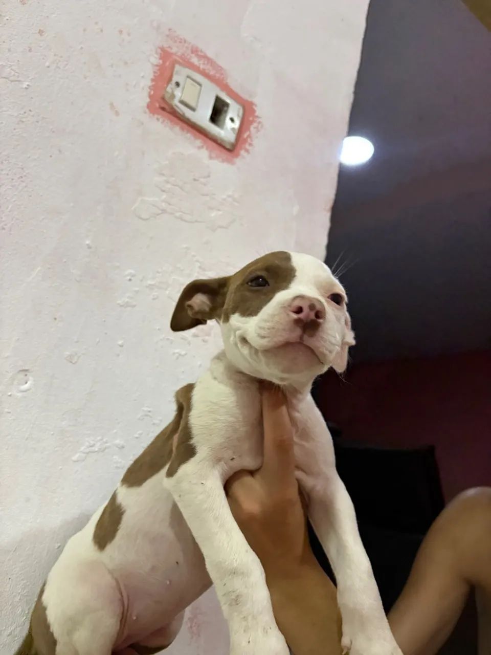 Filhote Pitbull - Foto 4