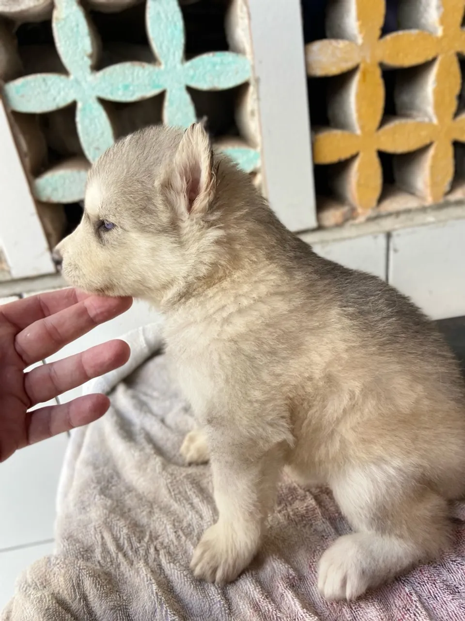 Filhote fêmea de Husky Siberiano