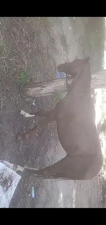 Potro mestiço de quarto de milha  - Foto 3