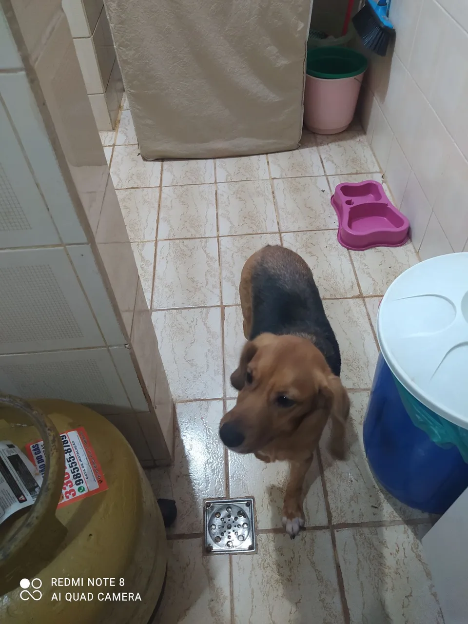 Cachorro de porte médio para adoção