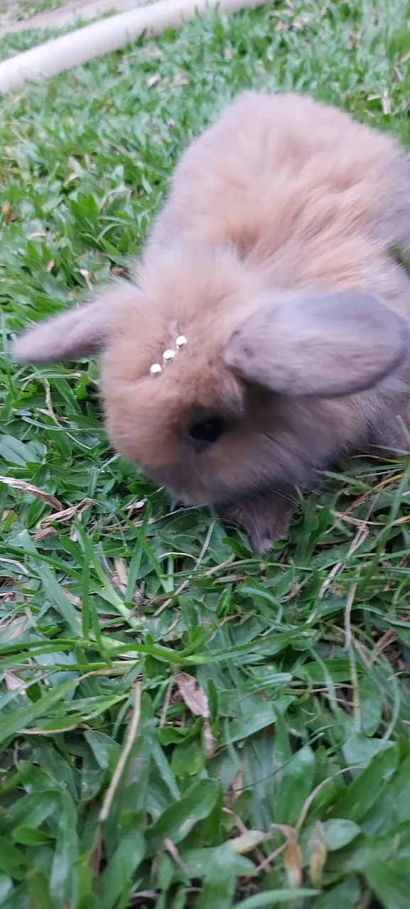 Coelhinho Fuzzy Lop 