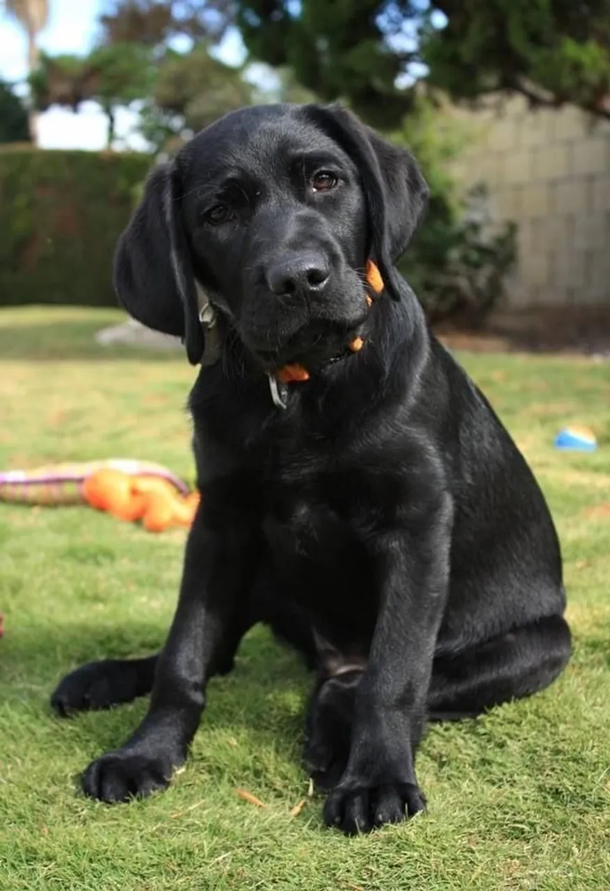 Filhote Labrador Preto - Puro Sangue!