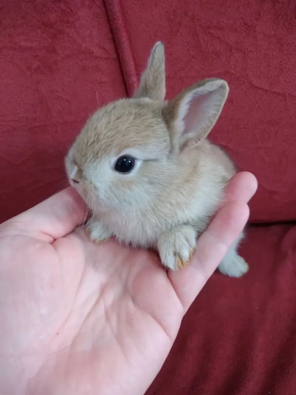 Coelhos mini lindos (sou de Jundiaí- SP)