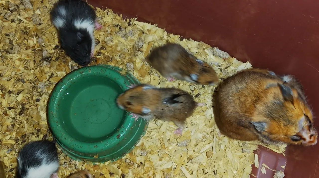 Hamster sirio64842117825538122