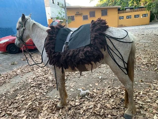 Cavalo troco por outro cavalo/egua/burro/mula - Foto 6