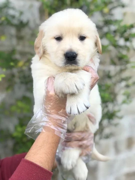 Golden Retriever Padrão CBKC